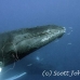 whale_humpback_h_00176_dom3575.jpg